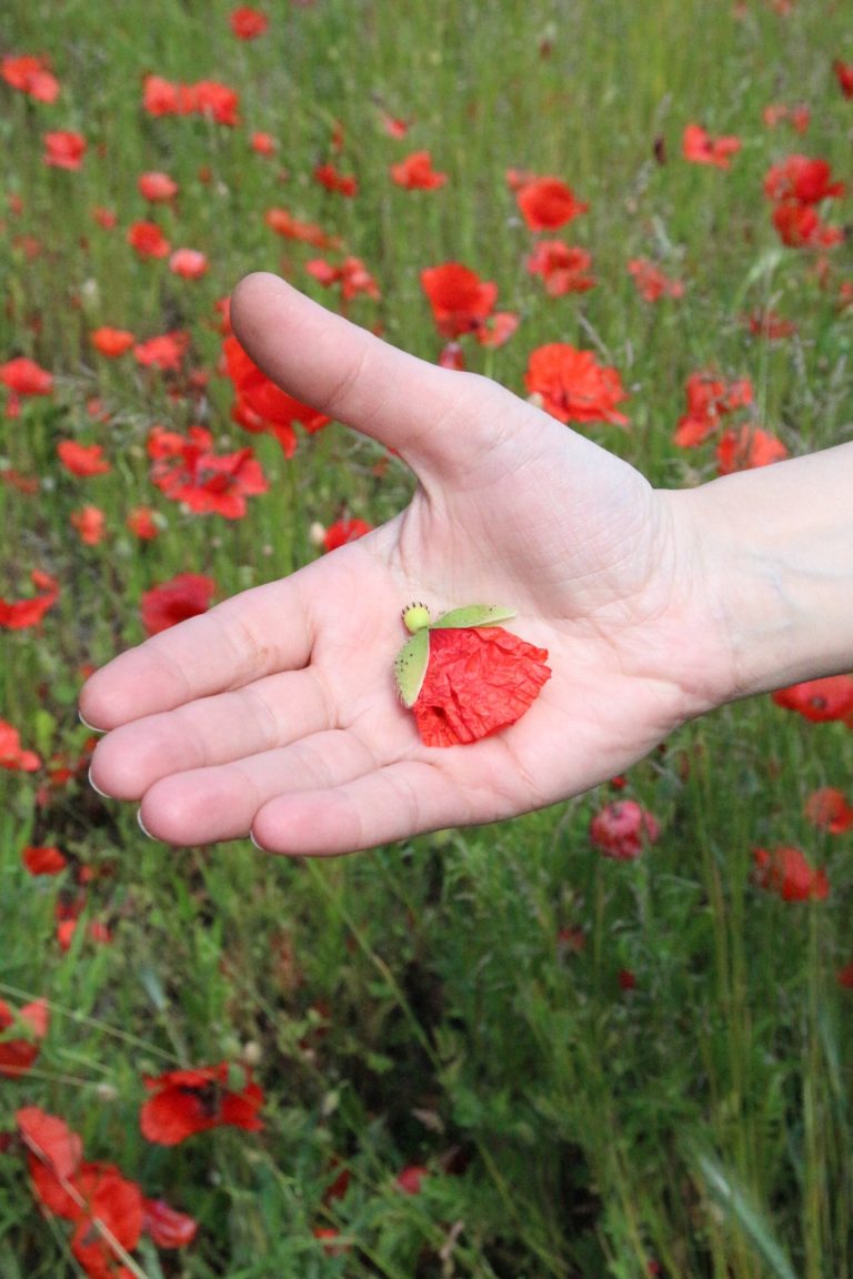 hand holding a poppy