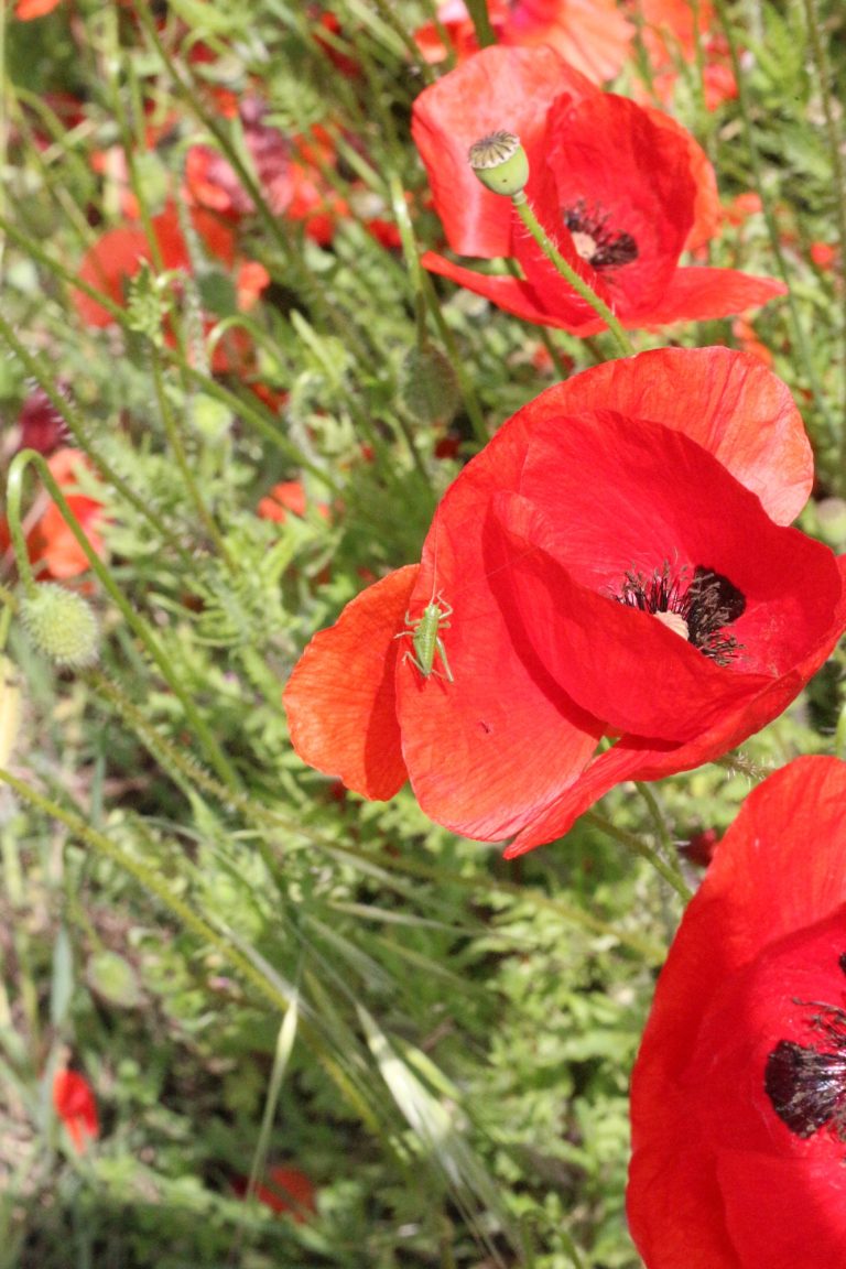 poppies