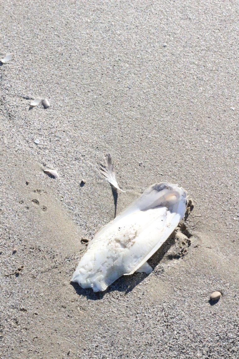 cuttlefish bone